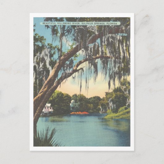 Tampa Florida Hillsborough River Sulfur Springs Postkarte (Vorderseite)