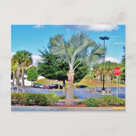 Tampa-Florida Postkarte (Vorderseite)