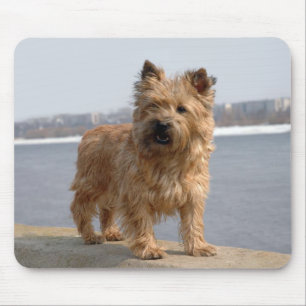 Tan Cairn Terrier Welpen-Hundeliebe-Mauspad Mousepad