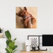Tan Dackel Welpe Dog Bly Pose Poster (Heimbüro)