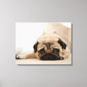 Tan Female Mops Leinwanddruck