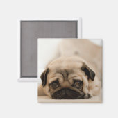 Tan Female Mops Magnet (Vorderseite/Rückseite)