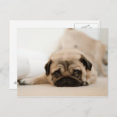 Tan Female Mops Postkarte (Vorne/Hinten)