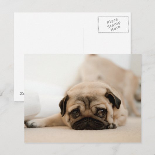 Tan Female Mops Postkarte (Vorne/Hinten)