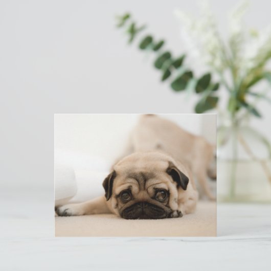 Tan Female Mops Postkarte (Stehend Vorderseite)