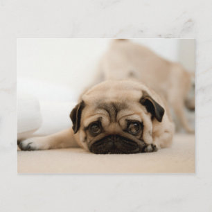 Tan Female Mops Postkarte
