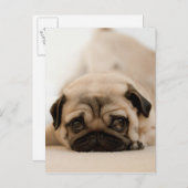 Tan Female Mops Postkarte (Vorne/Hinten)