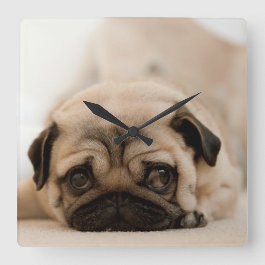 Tan Female Pug Quadratische Wanduhr (Vorderseite)