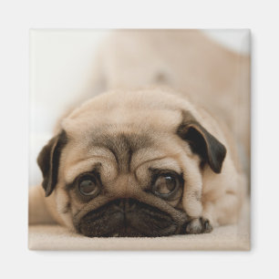 TAN-Frau-Mops Magnet