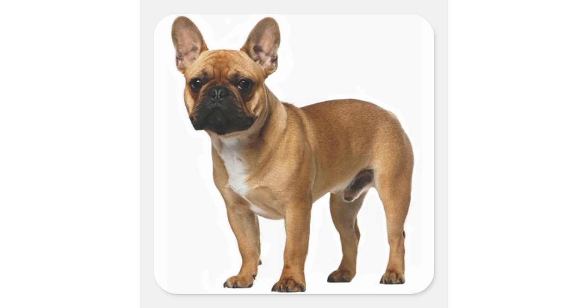 Tan French Bulldog Brown / Black Puppy Dog Quadratischer ...