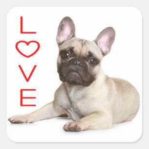 Tan French Bulldog Welpe Hund Red Liebe Quadratischer Aufkleber