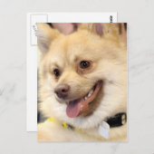 Tan German Spitz Dog Breed Postcards Postkarte (Vorne/Hinten)