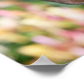 Tan Miniture Dackel Poster (Ecke)