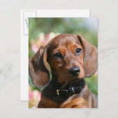 Tan Miniture Dackel Postkarte (Vorne/Hinten)