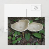 Tan Mushroom Postcard Postkarte (Vorne/Hinten)