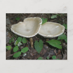 Tan Mushroom Postcard Postkarte