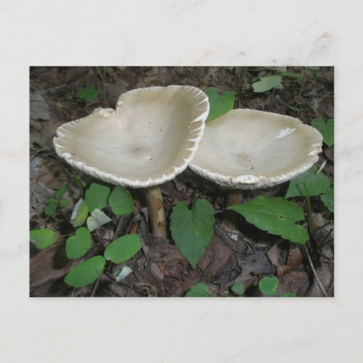 Tan Mushroom Postcard Postkarte (Vorderseite)