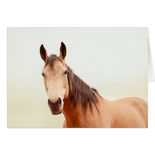 TAN-Pferd betrachtet Sie (Vorderseite (Horizontal))