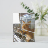Tan Rabbit Postkarte (Stehend Vorderseite)
