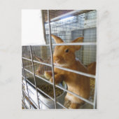 Tan Rabbit Postkarte (Vorderseite)
