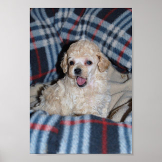 Tan Toy Poodle Puppy Poster