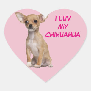 TAN und weiße Chihuahua Herz-Aufkleber