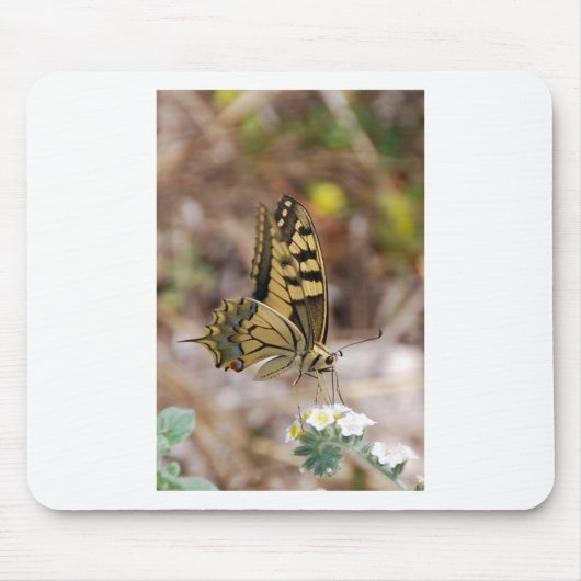 Tan und White Butterfly Mousepad (Vorne)