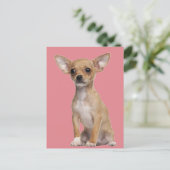 Tan und White Chihuahua Postkarte (Stehend Vorderseite)