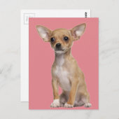 Tan und White Chihuahua Postkarte (Vorne/Hinten)