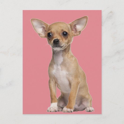 Tan und White Chihuahua Postkarte (Vorderseite)