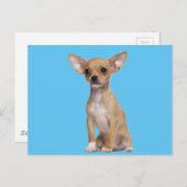 Tan und White Chihuahua Postkarte (Vorne/Hinten)