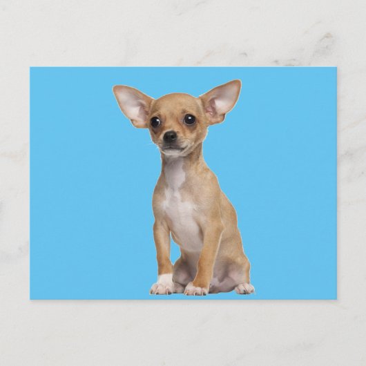 Tan und White Chihuahua Postkarte (Vorderseite)