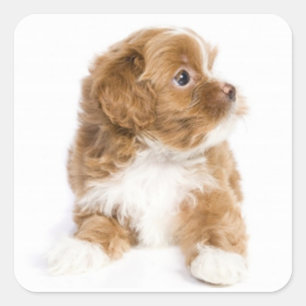 Tan & White Havanese Puppy Docker Quadratischer Aufkleber