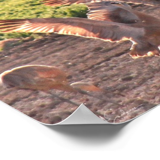 Tancing Sandhills Cranes Poster (Ecke)