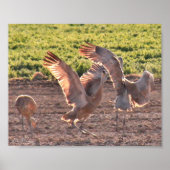 Tancing Sandhills Cranes Poster (Vorne)