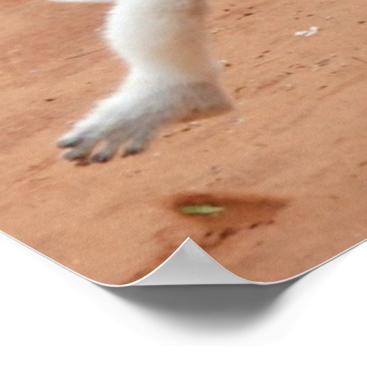 Tancing Sifaka Lemur Poster (Ecke)