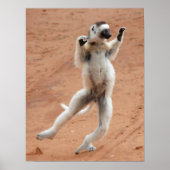Tancing Sifaka Lemur Poster (Vorne)