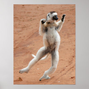Tancing Sifaka Lemur Poster