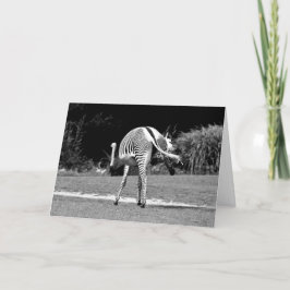 Tancing Zebra Geburtstagskarte Karte