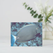 Tang Fish Postkarte (Stehend Vorderseite)