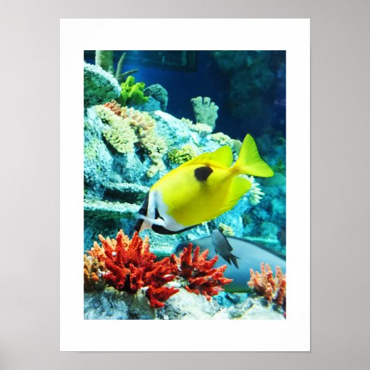 Tang tropische Fische Poster (Vorne)