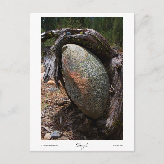 Tangle Prints Postkarte (Vorderseite)