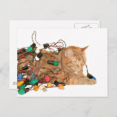 Tangled Christmas kitty Feiertagspostkarte (Vorne/Hinten)
