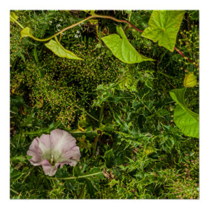 Tangled grün mit rosa Morgenglanz Blume Poster