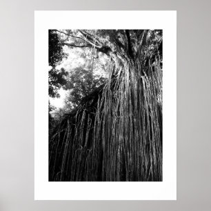 Tangled Tree Australia Black and White Fotografy Poster