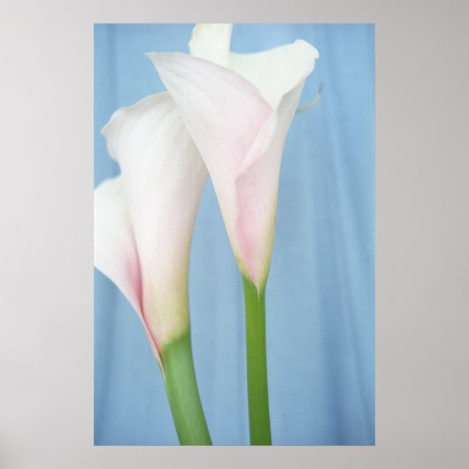 Tango White Calla Lilies Foto Plakat Druckerei (Vorne)