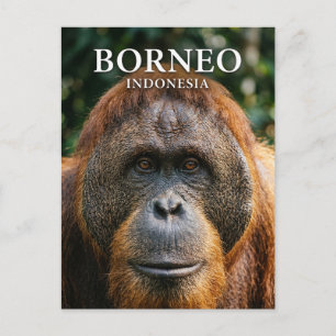 Tanjung-Puting-Nationalpark Indonesien Postkarte