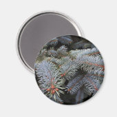 Tannenknospen Magnet (Vorderseite/Rückseite)