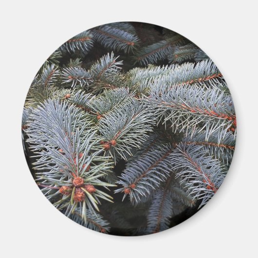 Tannenknospen Magnet (Vorne)