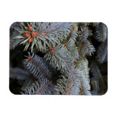 Tannenknospen Magnet (Horizontal)